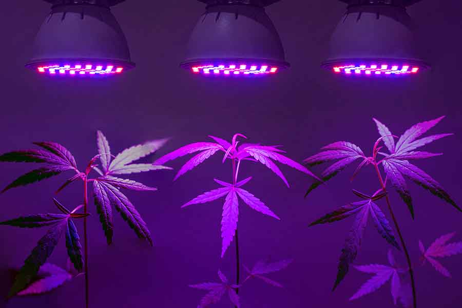 Cannabis mit stromsparenden LED Grow Lampen beleuchten