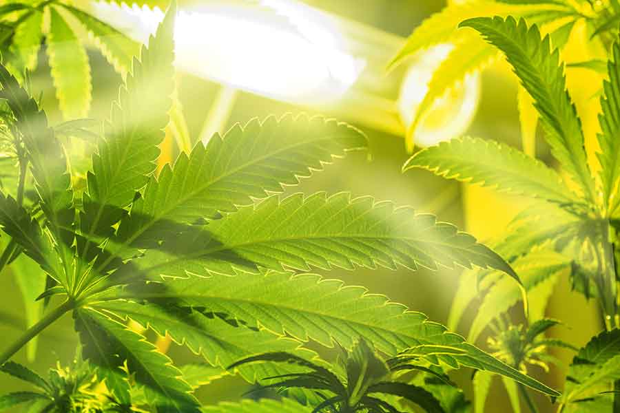 Die richtige Watt Anzahl für die Growbox