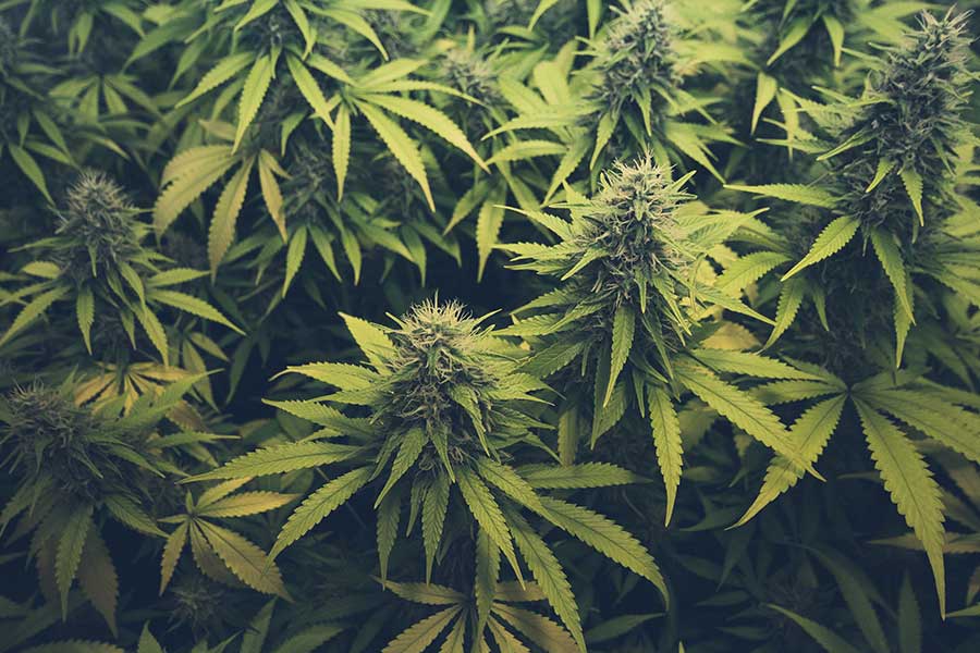 Cannabis Geruch neutralisieren