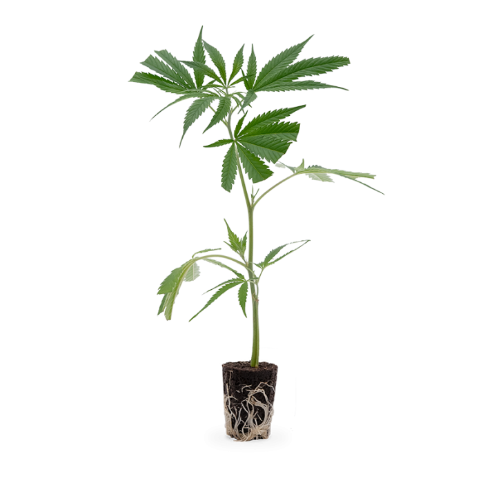 Big Bud