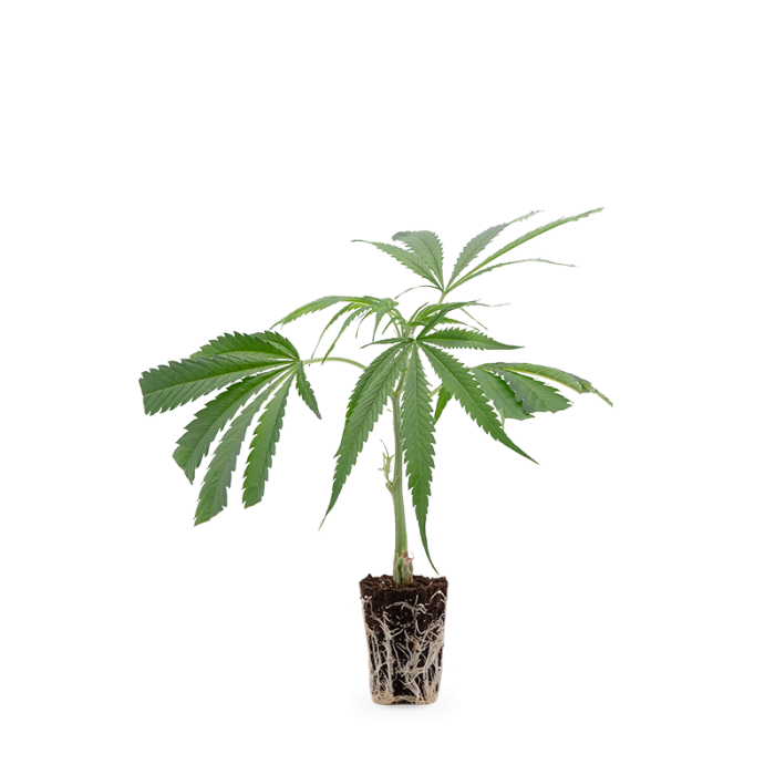 Cannalope Haze