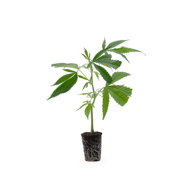 Jack Herer
