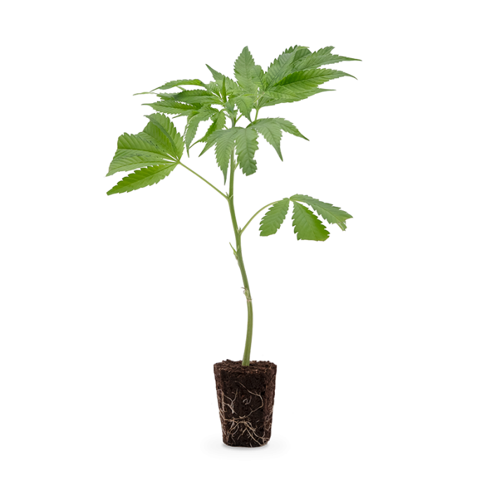 Tropicanna Banana