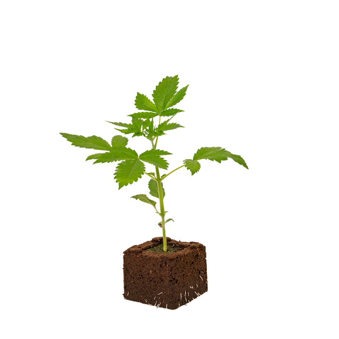 Amnesia Haze Sämling | Automatic