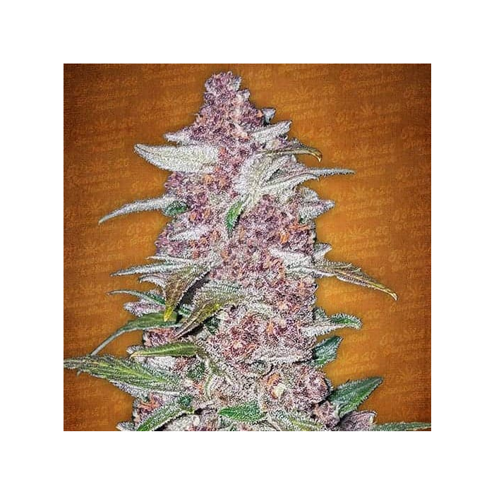 Blackberry | Autoflowering