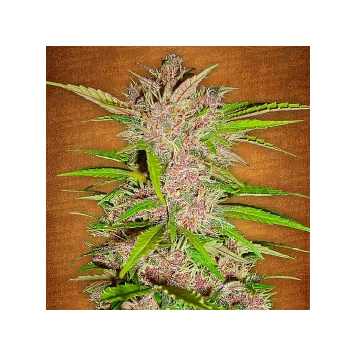 Fastberry | Autoflowering