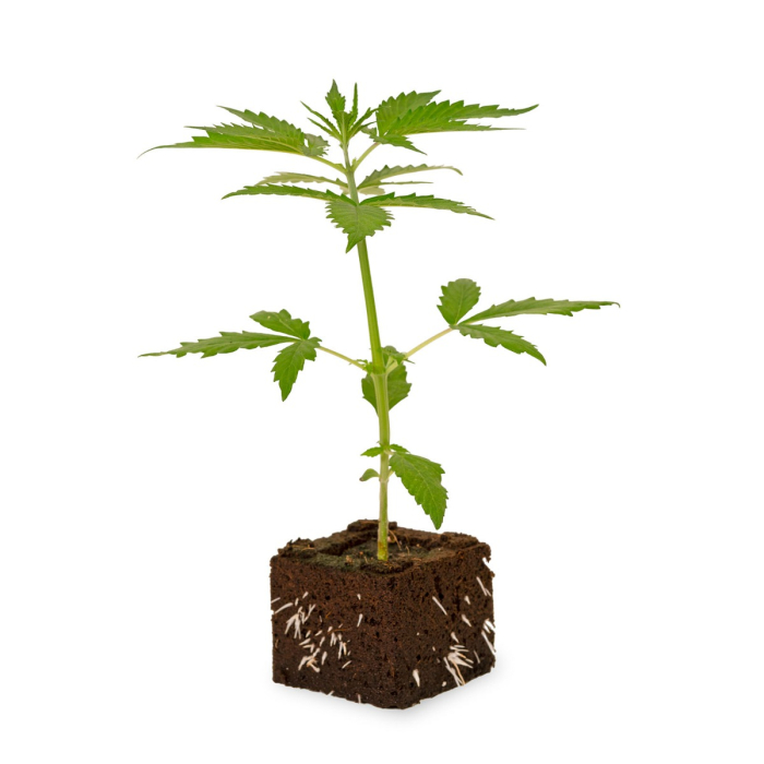 Cereal Milk Sämling| Automatic