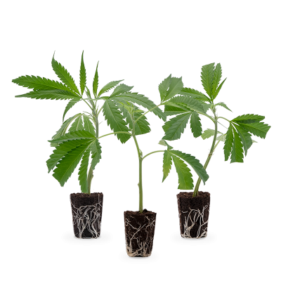 Bestseller Stecklinge 3er-Set