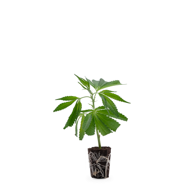 Blue Dream CBD Steckling