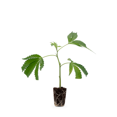 Bruce Banner Steckling