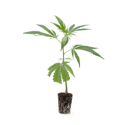 Candy Store Steckling