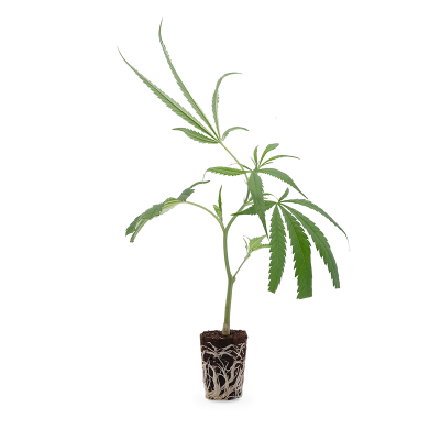 Critical 2.0 Steckling 