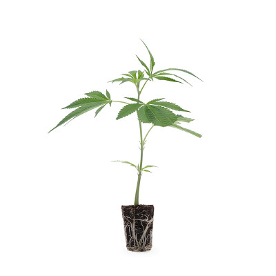 Animal Tsunami Steckling