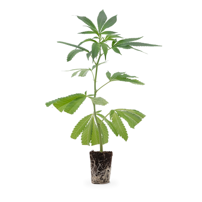 Dante's Inferno Steckling