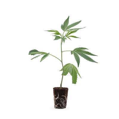 Gelato #45 Steckling 