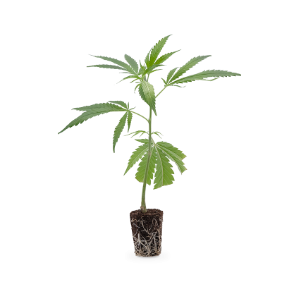 Strawberry Guava Steckling