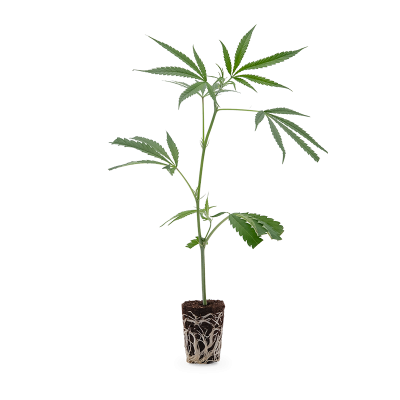 Mr. Good Chem Steckling