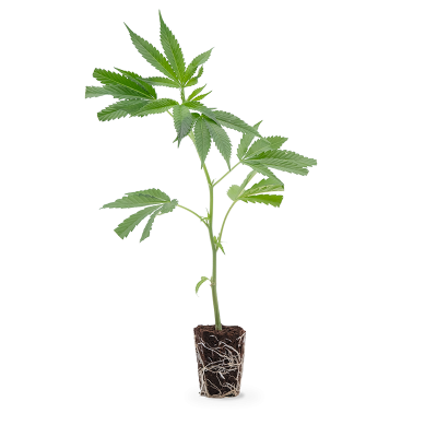 Northern Lights Steckling