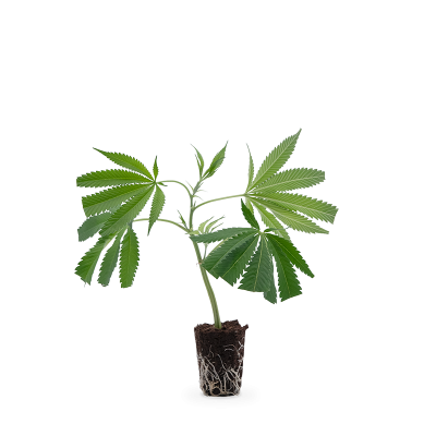 Orange Bud Steckling 