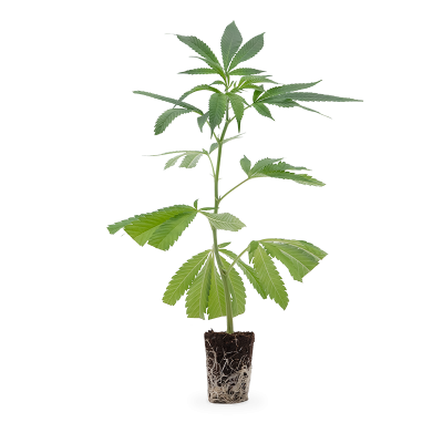 Permanent Marker Steckling