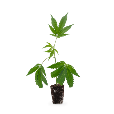 Purple Punch Steckling