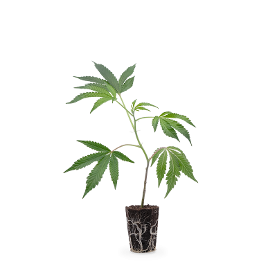 Banana Runtz Steckling