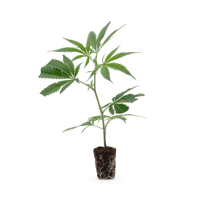 St- Gallen OG CBD Steckling