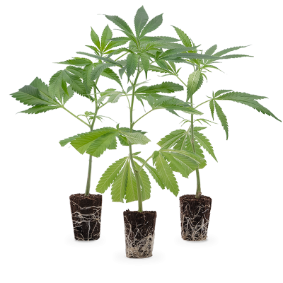 Super High Stecklinge Set