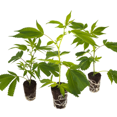 Super High Steckling SEt