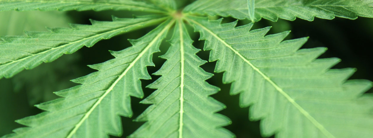 Auf- und Abwärtskräuseln von Cannabisblättern: Ursachen & Lösungen