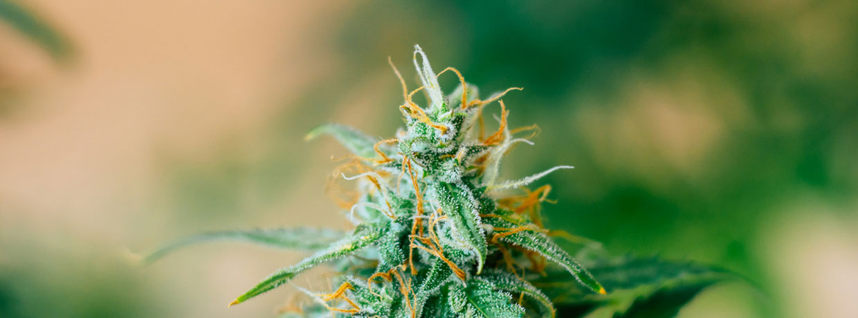 6 Probleme, die auftreten können, während Cannabis blüht