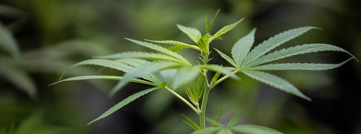 Cannabis-Vorblüte erklärt: Tipps, Merkmale & Pflege