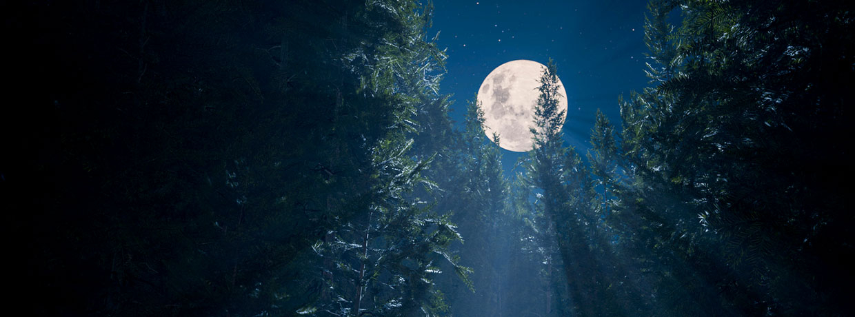 Cannabisanbau nach dem Mondzyklus im Jahr 2025