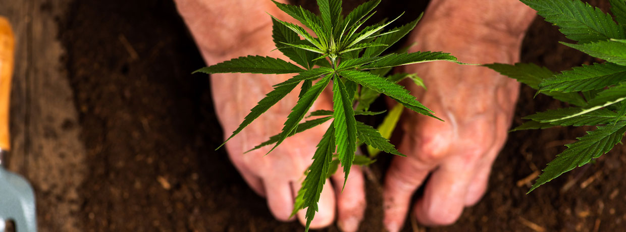 Cannabispflanzen umziehen: So gelingt der Wechsel nach draußen!