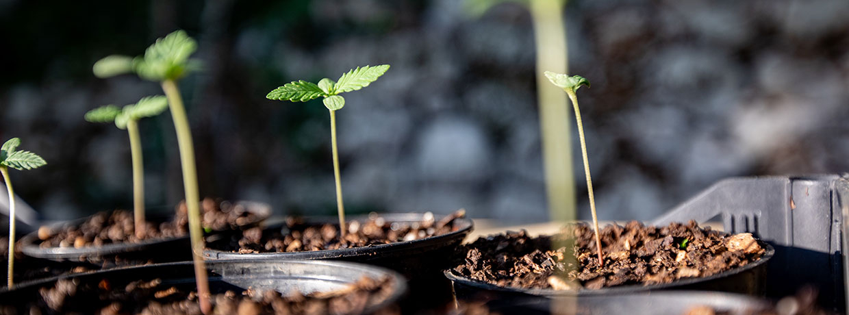 Cannabissamen erfolgreich zum Keimen bringen