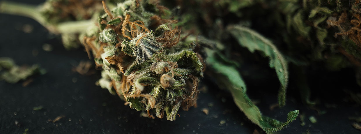 So funktioniert der Entourage-Effekt bei Cannabis