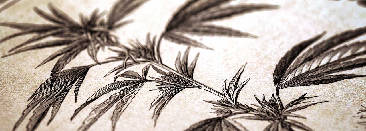 Cannabis Legalisierung: Alles was du wissen musst