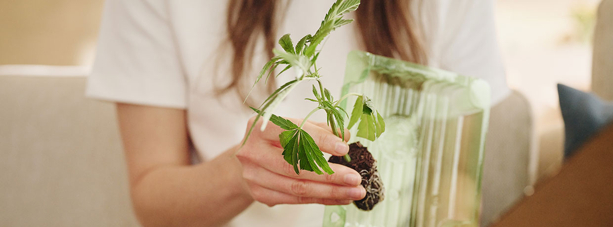 Grow-Favoriten 2026: Die 10 besten Cannabis-Stecklinge