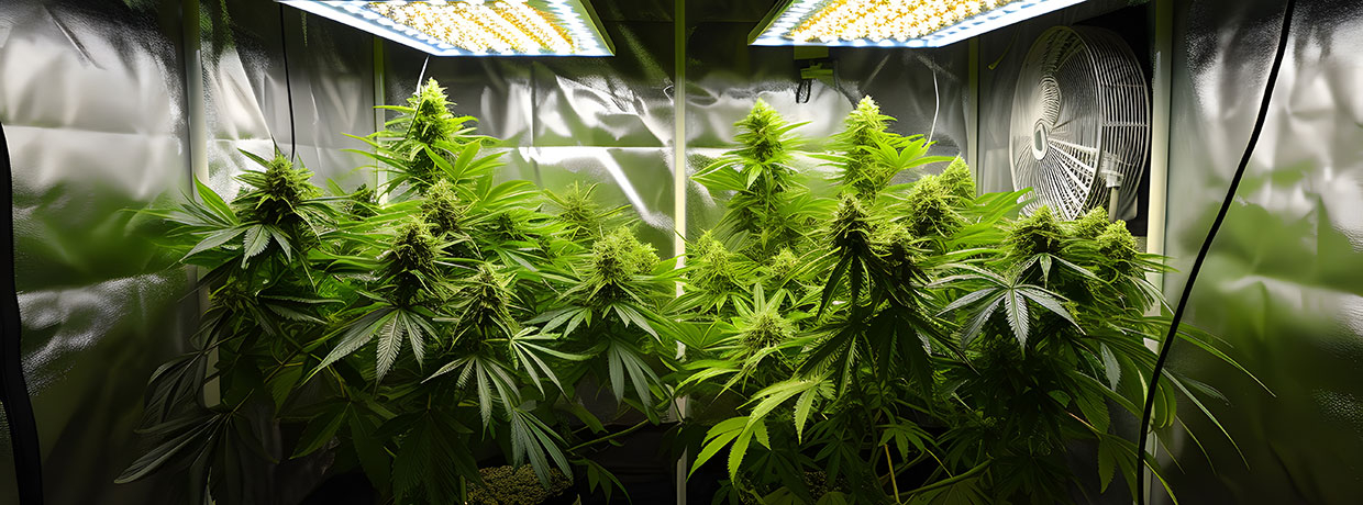 Indoor & Outdoor Anbau im Vergleich: Was ist besser?