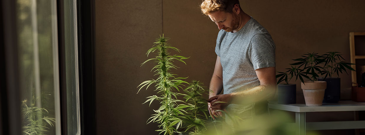 So bekämpfst Du Mehltau an Deinen Cannabispflanzen