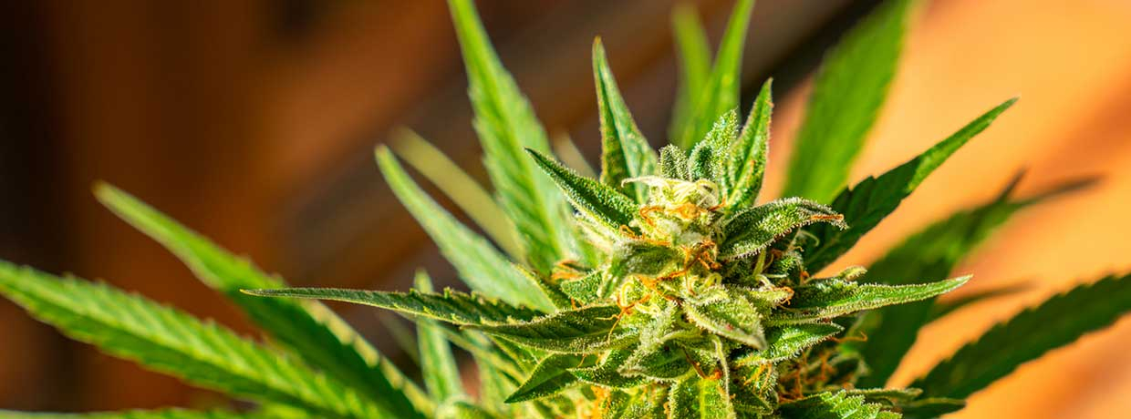 Skunk: Alles über die legendäre, widerstandsfähige Cannabissorte