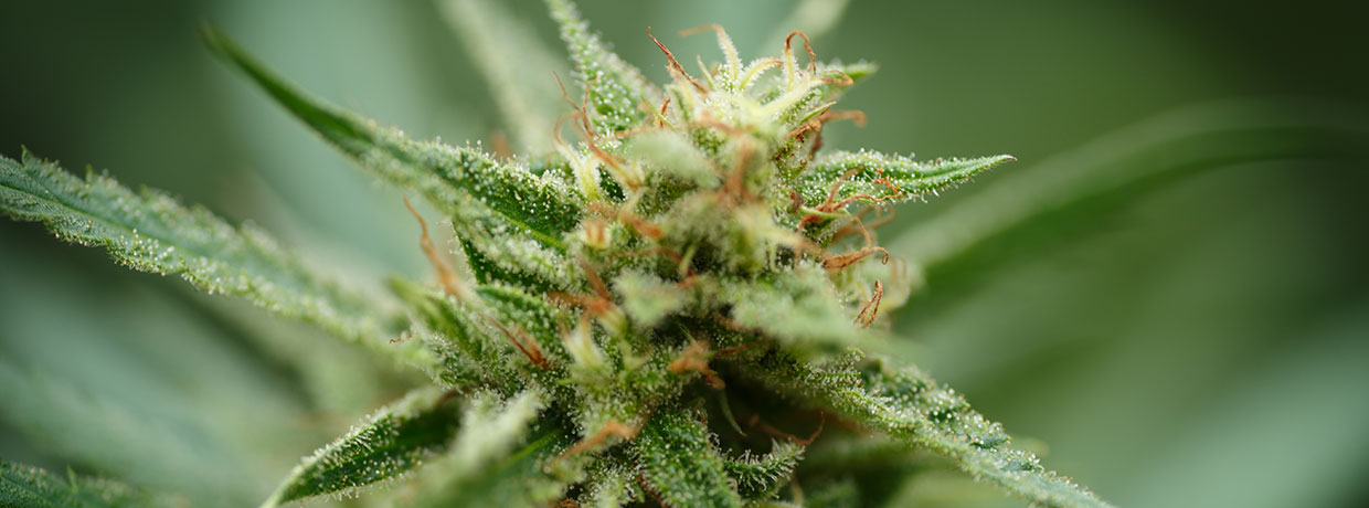 Die 5 stärksten Indica-Cannabissorten