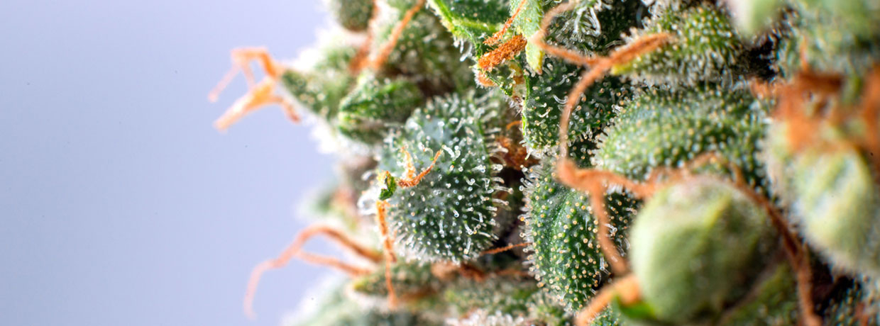 Größer & stärker: Moderne Cannabis-Trichome übertreffen Landrassen