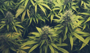 Marihuana, Cannabis, Ganja: Was ist was?