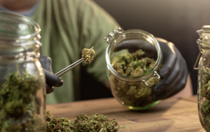 Wie trockne ich meine Cannabis Blüten richtig?