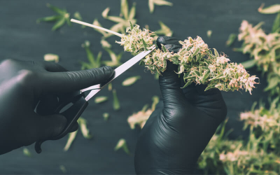 Cannabis ernten: Darauf ist zu achten!