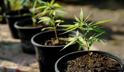 Die 10 besten Cannabissorten für den Outdoor-Anbau