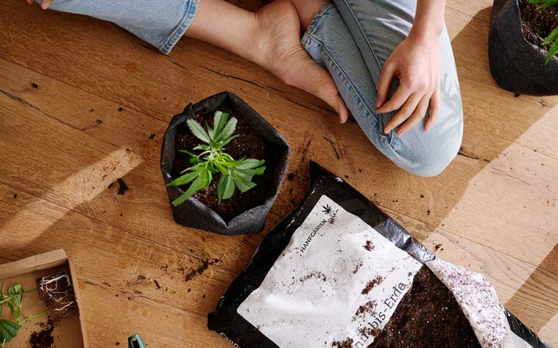 Autoflower vs. photoperiodisch: Was Einsteiger wissen sollten