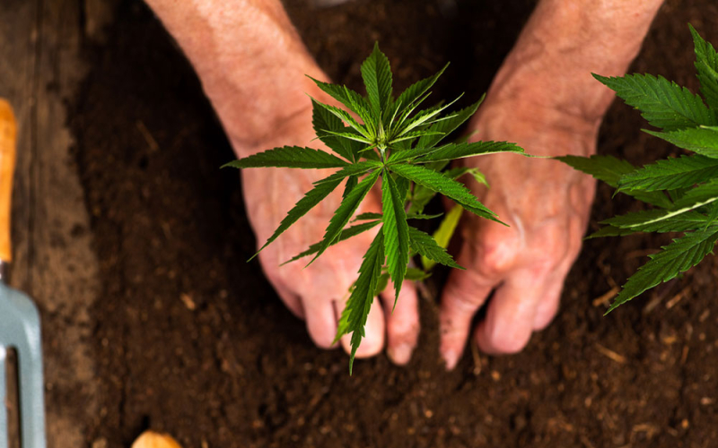  Cannabispflanzen umziehen: So gelingt der Wechsel nach draußen!