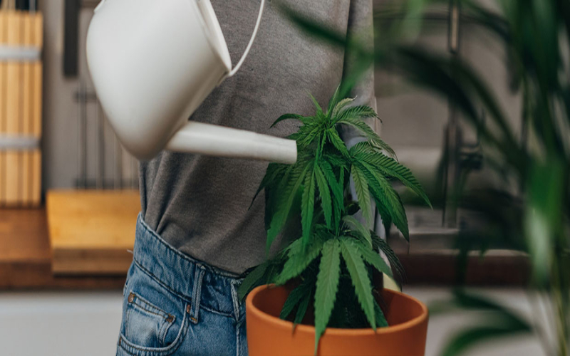 Cannabisgenetik: Unterschiede zwischen Genotyp & Phänotyp